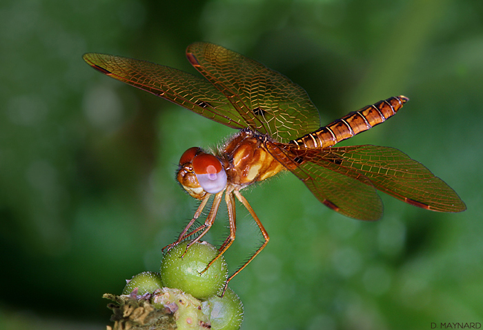 3 - Dragonfly.jpg