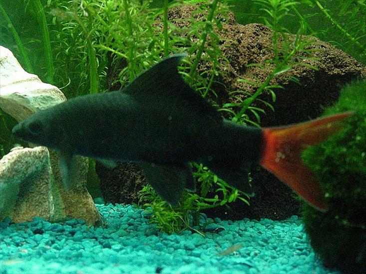 ryby z akwarium - Grubowarg dwubarwny.jpg