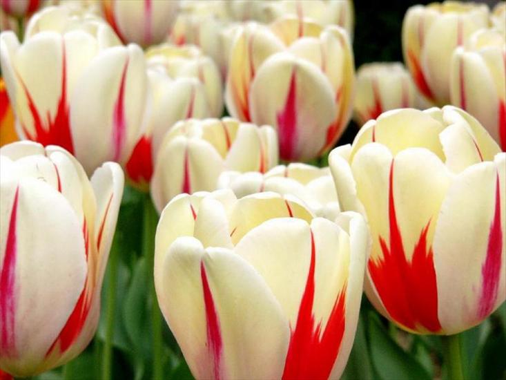 Tulipany - tulipany 129.jpg