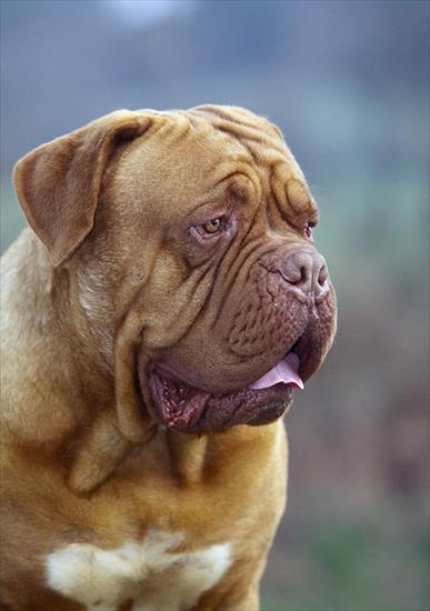 Psy rasowe - Dog z Bordeaux.jpg