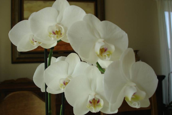 Kwiaty - Orchidea.png