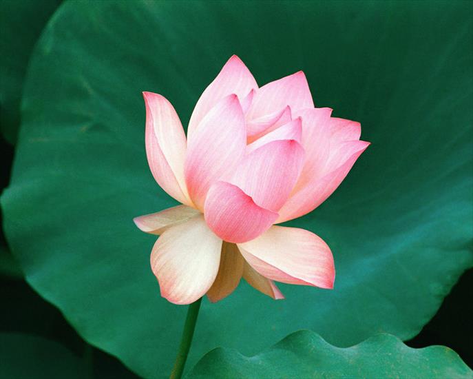 Kwiaty1 - The_Lotus_Flower,_Hawaii.jpg