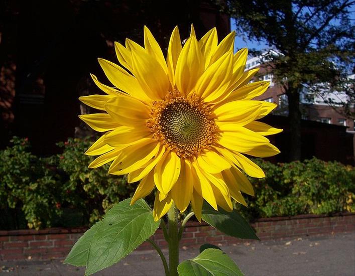 słonecznikowo - 771px-Sunflower_Blte.JPG