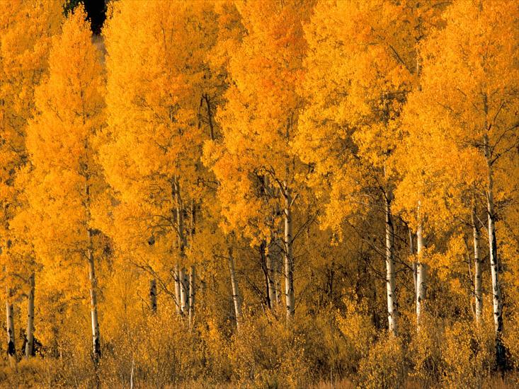 jesień - Aspen Trees, Montana.jpg