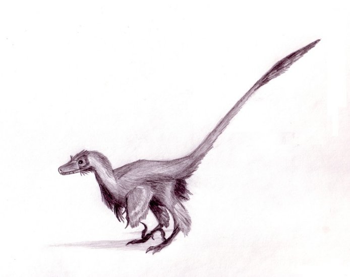 v - Velociraptor_dinoguy2.jpg