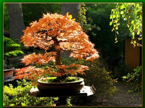 Drzewka Bonsai - bonsai4.jpg