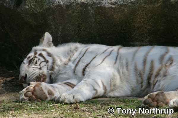Tygrysy - white-tiger 3.jpg