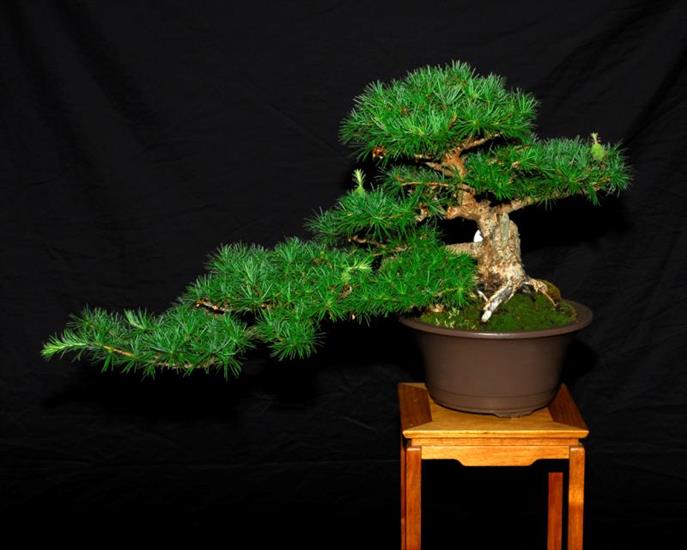 Galeria - bonsai-cedar-rmbs.jpg