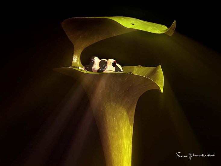 3D studio Max - pitcherplant.jpg