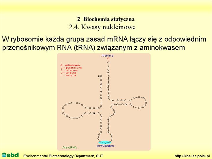 BIOCHEMIA 2 - biochemia statyczna - Slajd71.TIF