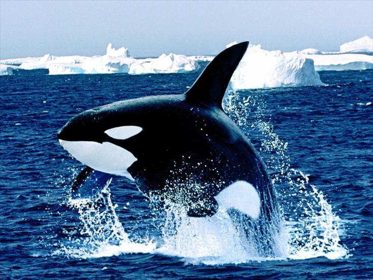 Tapety -Morskie Życie- - Emerging, Killer Whale.jpg