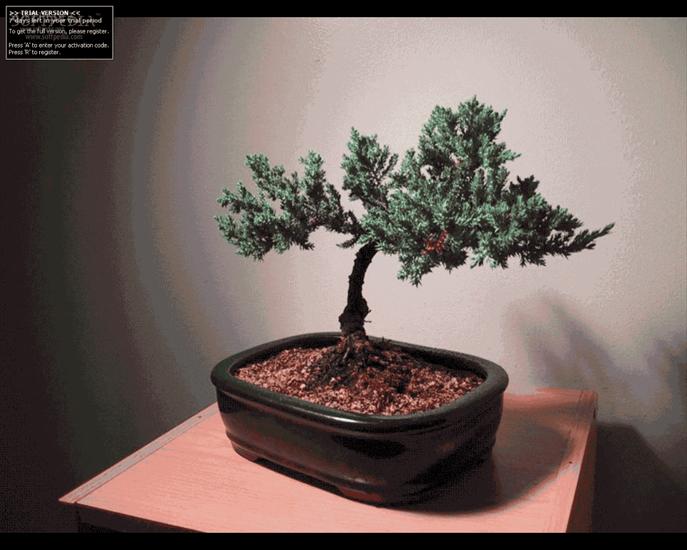 zdjecia bonsai - bonsai 35.png