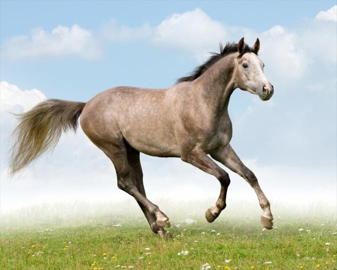 ----KONIE - trakehner-grey-stallion.jpg