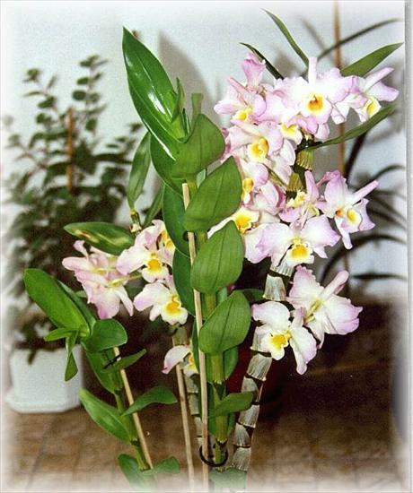 Orchide i Storczyki - maj_05.jpg