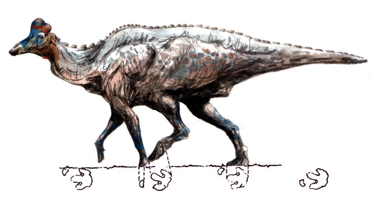 c - Corytosaurus.jpg