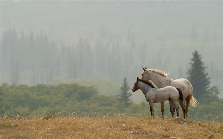 Konie... dumne konie - 258315__pair-of-beautiful-horses_p.jpg