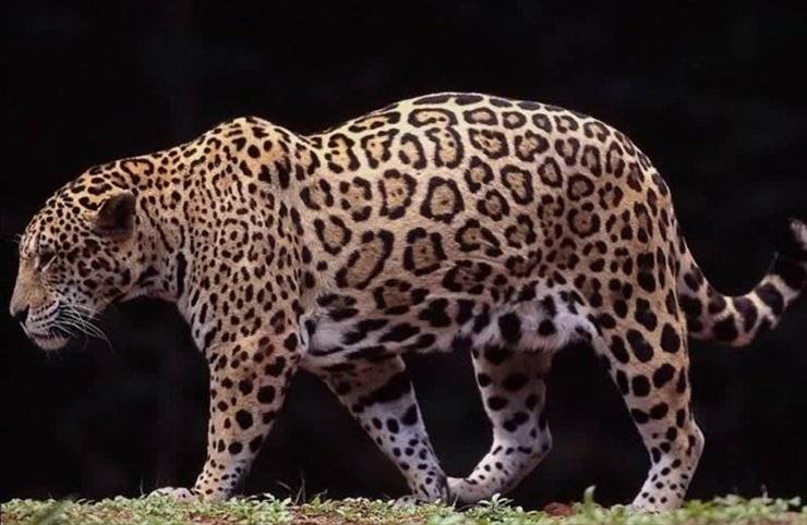 Koty dzikie - leopard_1.jpg