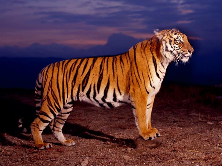 1 - Bengal Tiger1.jpg