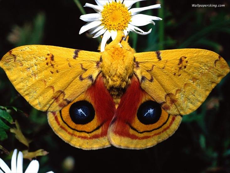 Motyle - animal41.jpg