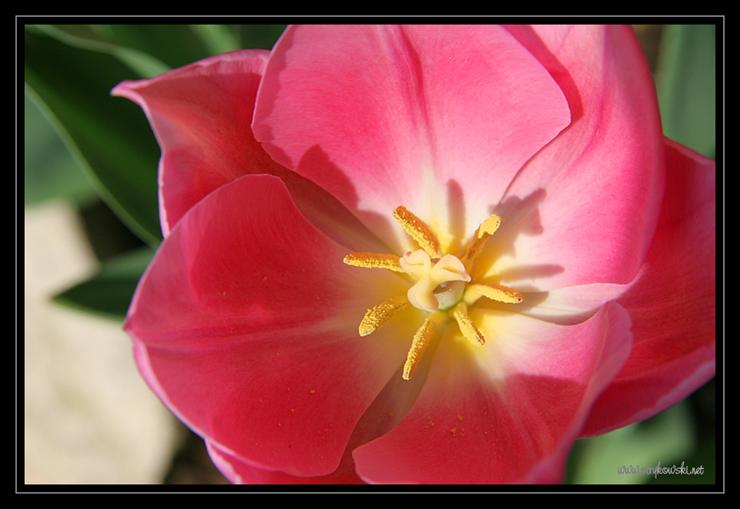 Kwiaty - Tulipan._Kielich_tulipana._1748.jpg