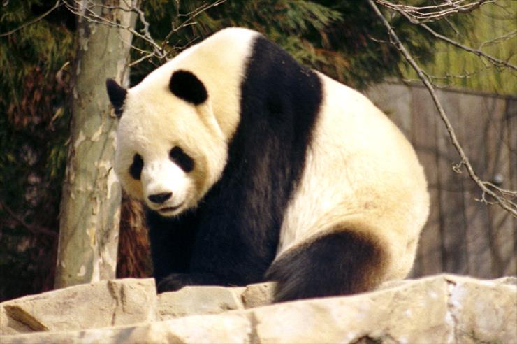 Panda  - Giant_Panda_2004-03-2.jpg