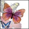 cute - Pink Butterfly.png