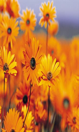 Tapety kwiaty - Yellow_Garden_Flowers.jpg