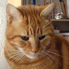 Koty - Ginger-Cat.jpg