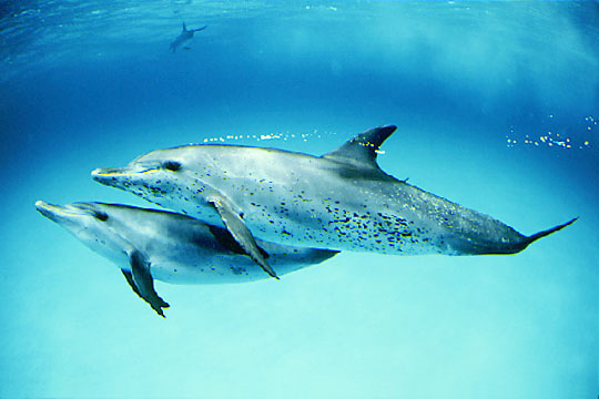 Podwodny świat - delfiny.jpg