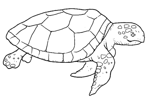 Zwierzaczki - żółw morski.bmp