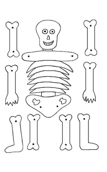 Budowa człowieka - szkielet1.JPG