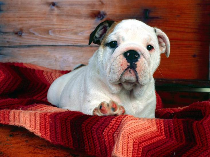 pieski - A Comfy Drawer, Bulldog Puppy.jpg
