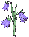 Kwiaty - kwiat1.gif