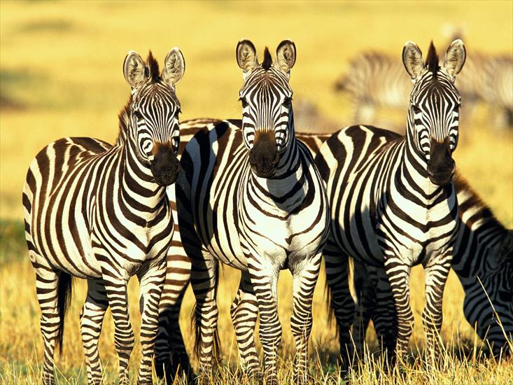 Zwierzeta - Burchells Zebras, Masai Mara, Kenya.jpg