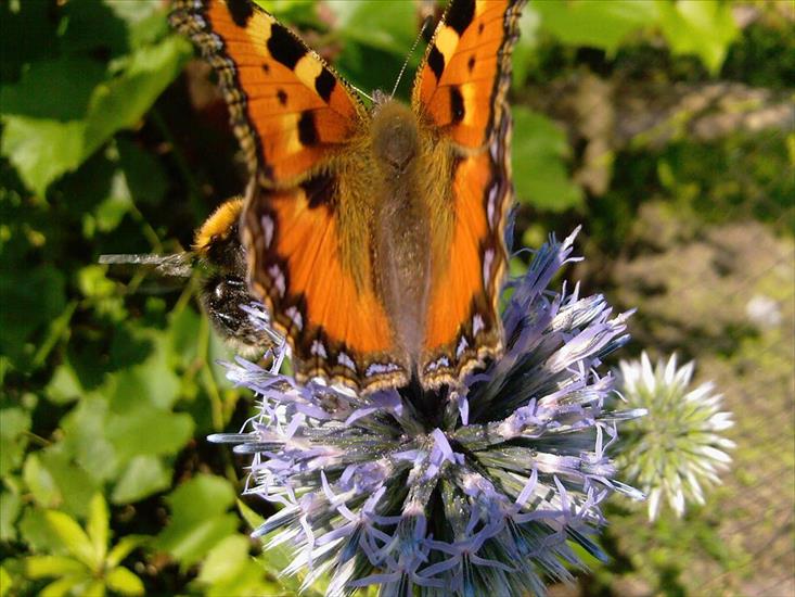 Motyle na kwiatach - M 46.jpg