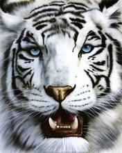Zwierzęta - White_Tiger1.jpg