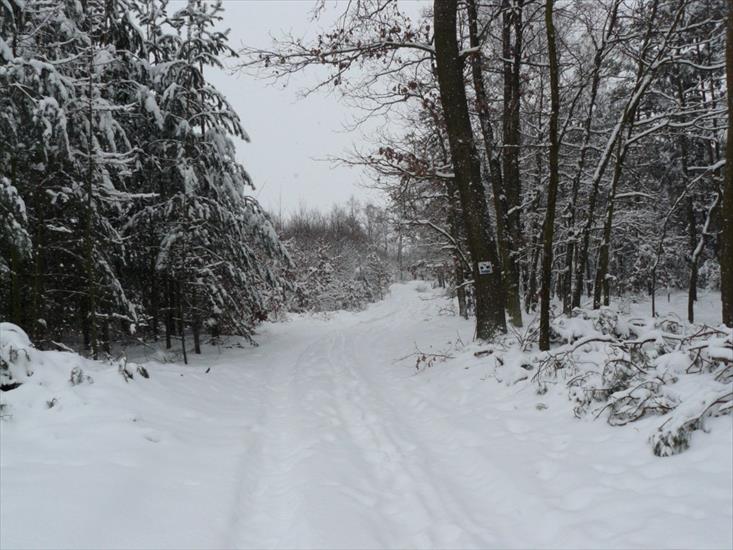 Grudzień 2009 - Styczeń 2010 - Dolny Śląsk śnieg - P1030069.JPG