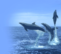 delfiny i orki - 2 bez tytułu.bmp