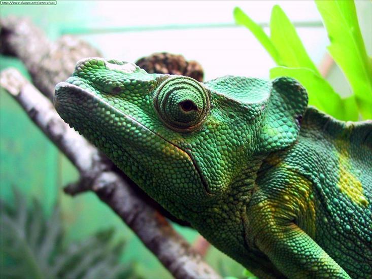 Gady, płazy reptiles  amphibians - 1600x1200.jpg