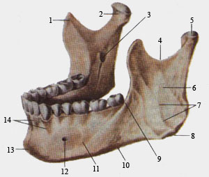 Czaszka - 039.jpg