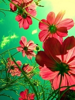 Kwiaty - Flower.jpg