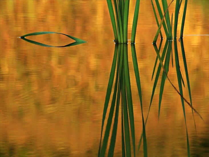 Webshots Premium Wallpapers - Reed Straws Reflected in Golden Autumnal Water.jpg