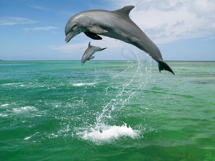 delfiny - Bottlenose Dolphins, Caribbean Sea.jpg