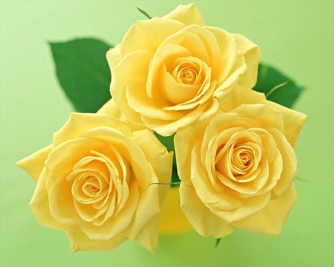 Three-yellow-roses-wallpaper_1280x1024.jpg