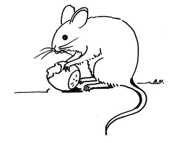 Zwierzęta - mysz.jpg