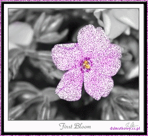 Kwiatki - Pink flower.gif