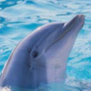 tapetki - animals - delfin.jpg