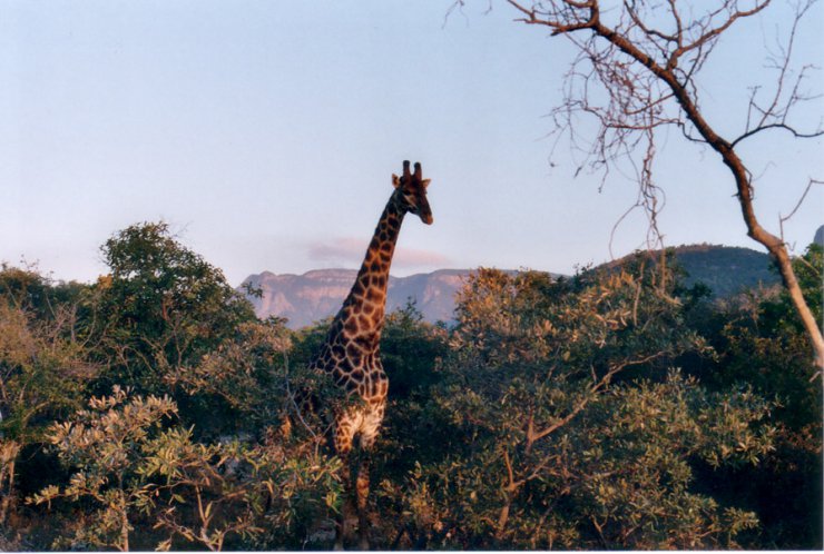 giraffes - 24.giraffes.jpg