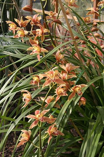 Galeria - orchidea i storczyki - 400px-Cymbidium_iridioides2.jpg