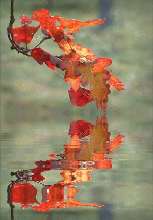 Moje animacje z wodnymi odbiciami - jesienna gałązka.gif